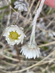 Anaphalioides bellidioides