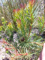 Protea scolymocephala