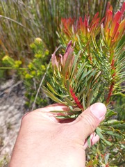 Protea scolymocephala