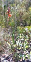 Watsonia tabularis