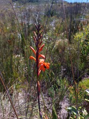 Watsonia tabularis