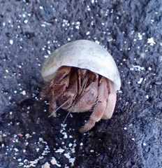 Coenobita