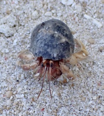 Coenobita