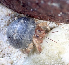 Coenobita