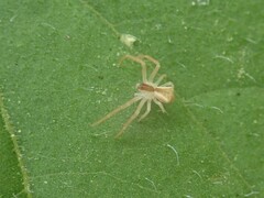 Sidymella trapezia