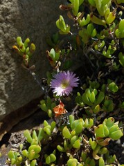 Lampranthus