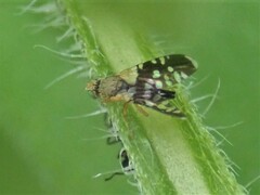 Spathulina acroleuca