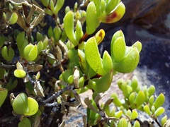 Lampranthus