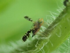 Spathulina acroleuca