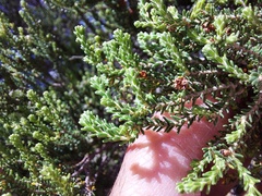 Erica tristis