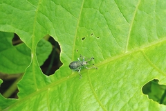 Entiminae