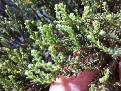Erica tristis