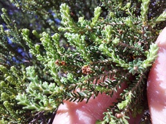 Erica tristis