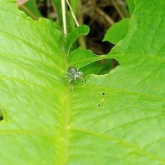 Entiminae