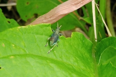 Entiminae