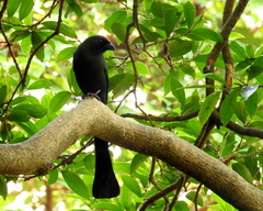 Crypsirina temia