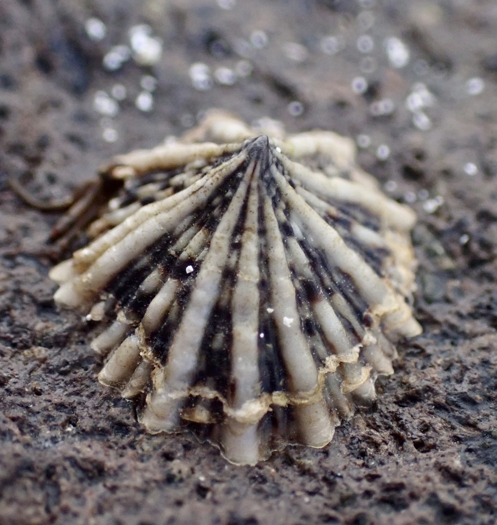 Javan False Limpet
