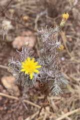 Leysera gnaphalodes