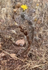 Leysera gnaphalodes