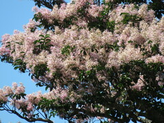 Calodendrum capense