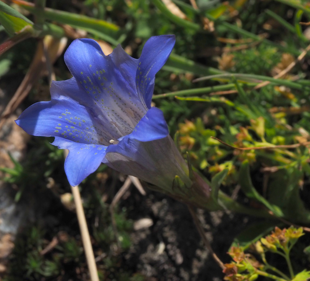 Gentiana kaufmanniana