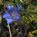 Gentiana kaufmanniana - Photo (c) Ron Frumkin, some rights reserved (CC BY-NC), uploaded by Ron Frumkin