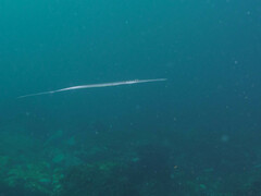 Fistularia commersonii