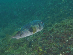 Dicotylichthys punctulatus