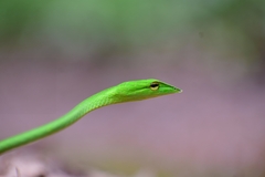 Ahaetulla malabarica