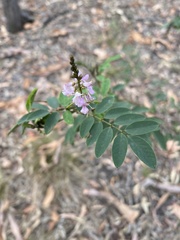 Indigofera australis