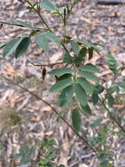 Indigofera australis