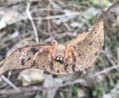 Neosparassus rutilus