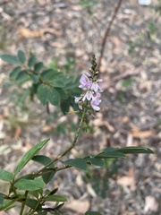 Indigofera australis
