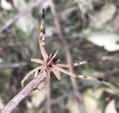 Neosparassus rutilus