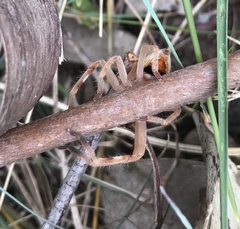 Neosparassus rutilus