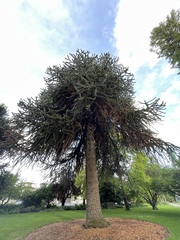 Araucaria araucana
