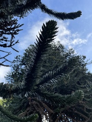Araucaria araucana