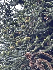 Araucaria araucana