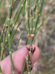 Allocasuarina luehmannii