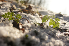 Chaerophyllum temulum