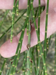 Allocasuarina luehmannii