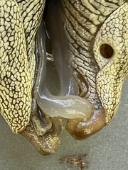 Elisolimax flavescens