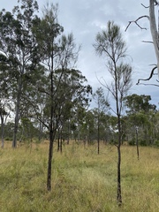 Allocasuarina luehmannii