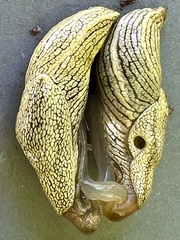 Elisolimax flavescens