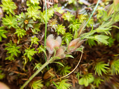 Veronica morrisonicola