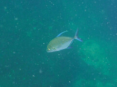 Ferdauia orthogrammus