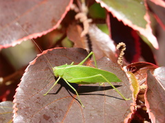 Caedicia simplex