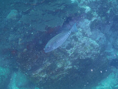 Prionurus microlepidotus