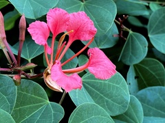 Bauhinia galpinii