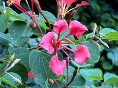 Bauhinia galpinii